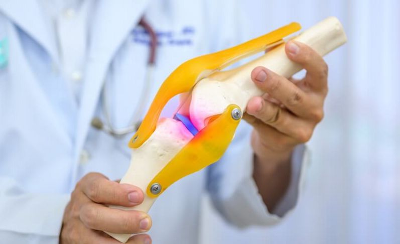 Arzt hält Modell eines Gelenks mit Sehnen in die Kamera